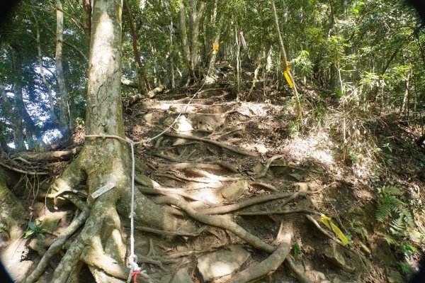 苗栗 泰安 上島山3023055