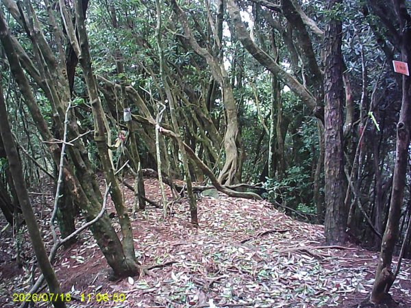 大雪山林道橫嶺山步道、橫嶺山、沙蓮山、笛吹山O繞3090402