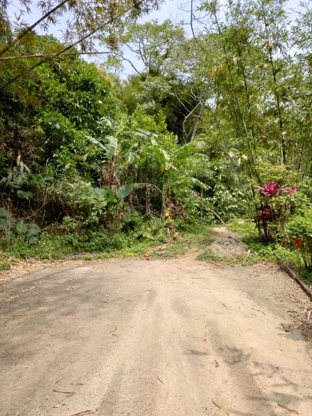 大棟山縱走(鶯歌上山佳下)1319269