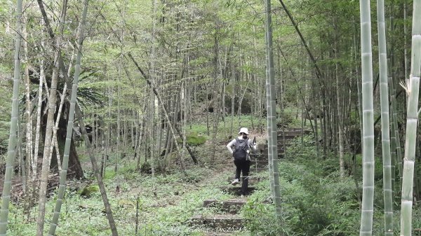 《南投》竹林茶園｜鳳凰谷步道環鳳凰山寺O繞202506222817526