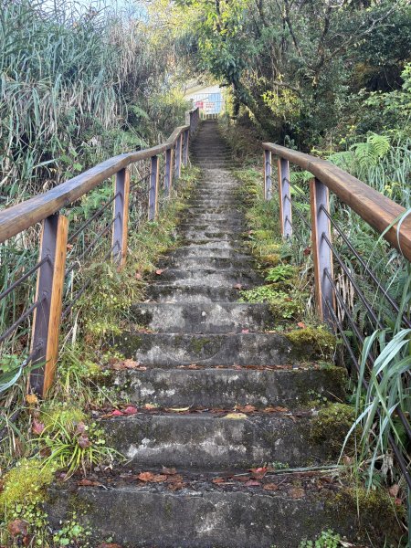 20251225塔山步道(大塔山)2970418