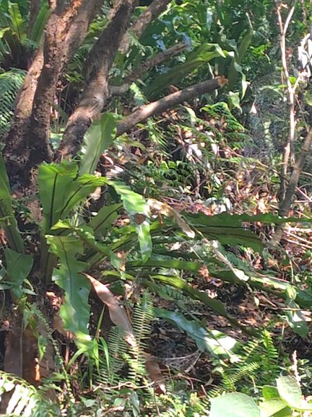 朝聖橋-射鹿部落-高燕部落-旗鹽山-排雲瀑布-沙拉灣瀑布2771031