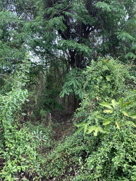 20250531屏東武潭(新厝山)2803216