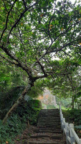 《南投》秘境步道｜鹿谷鳳凰谷步道+萬年亨衢202209241854454