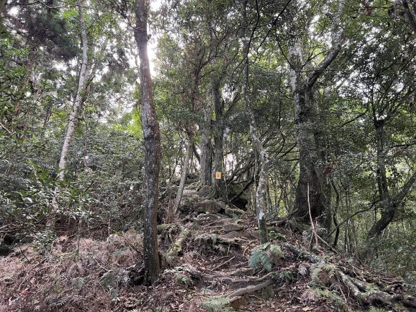 加里山 大坪登山口 杜鵑嶺 加里山P形1900989