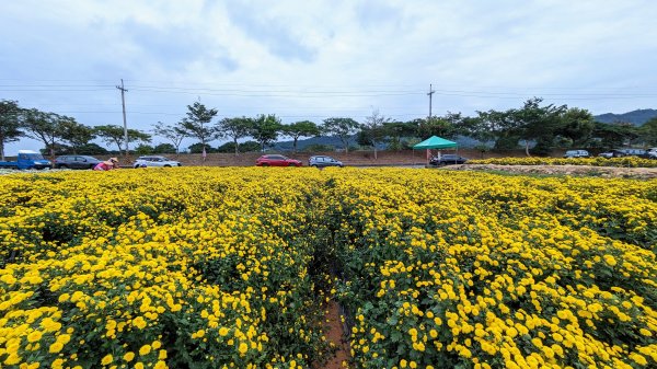 銅鑼杭菊,功維敘,玫瑰森林2349216