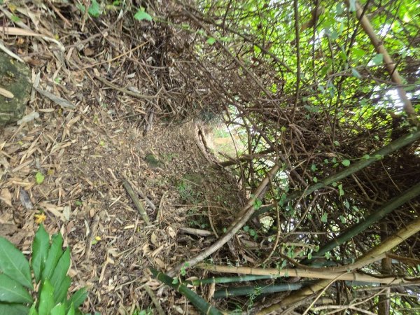 林牛山+聚興山2709925