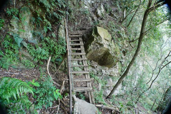 苗栗 泰安 上島山3023052