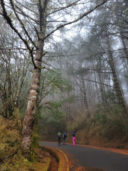 20260301鹿林山麟趾山3013002