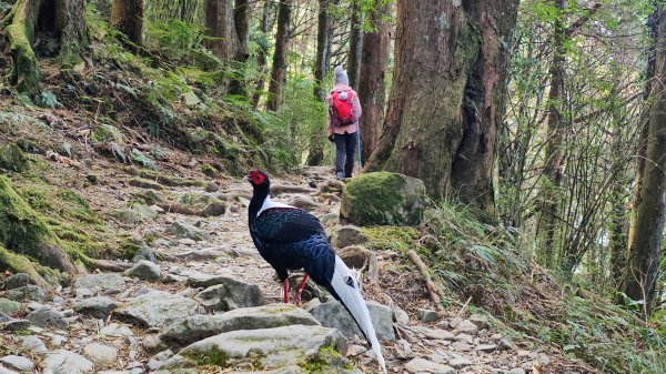 20251212稍來山賞楓2982011