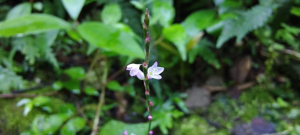 2025/11/22_五指山橫向登山步道+仙洞步道 O型2944185