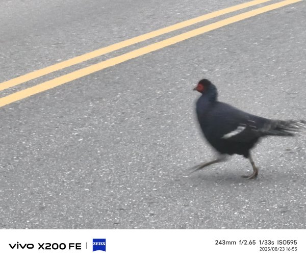 [玉山尋寶任務-06/12] 2025_0823 東埔山步道