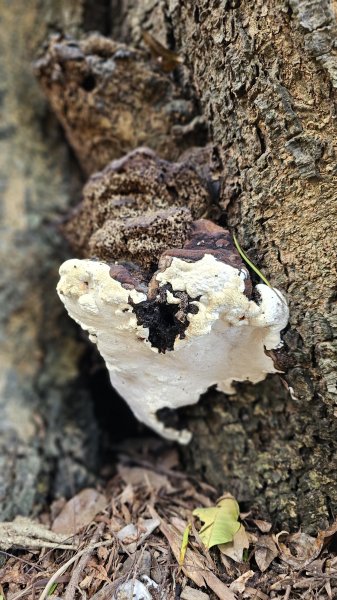 【沒事夏天別走】巴層巴墨山2806742