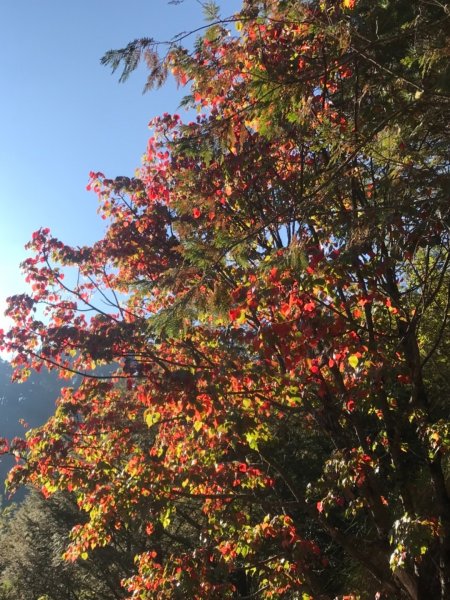 大雪山200林道北三錐山736918