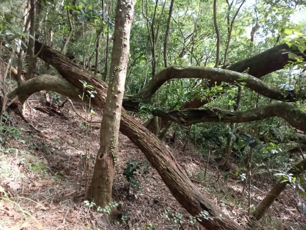 北投區大屯山西南南峰+西南峰+大屯山西峰+太子碑+清天宮步道O型2957149