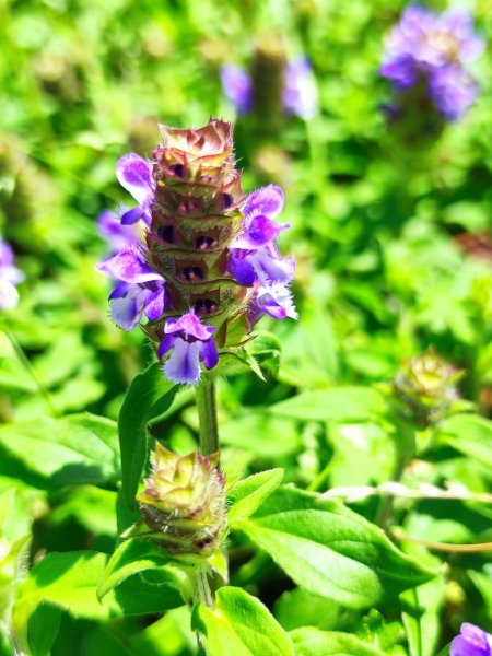 淡蘭北2+1逆走二刷2772781