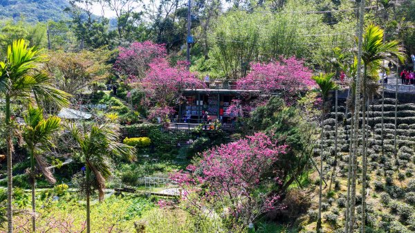 《踏莎行・貓空魯冰花》2710656