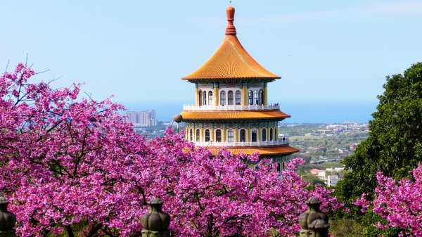 《蝶戀花·天元宮櫻吹雪》2707110