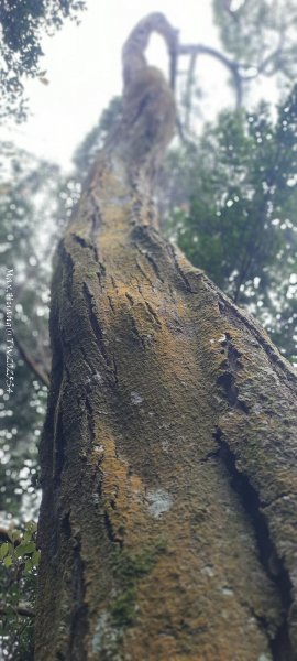 《苗栗》霧雨寒流｜三義三角山步道202512252969257