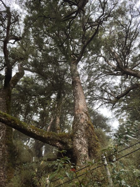 20250110 庫哈諾辛山(進涇橋登山口)2686253