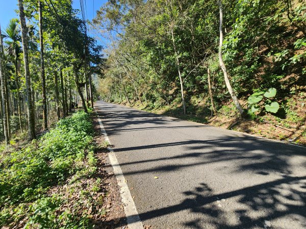 20250216水社大山潭南線2746144