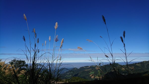 羅山林道北線趴趴走417940