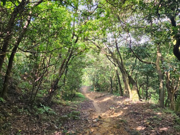 小百岳No.15⛰大棟山(龜崙山)2849762
