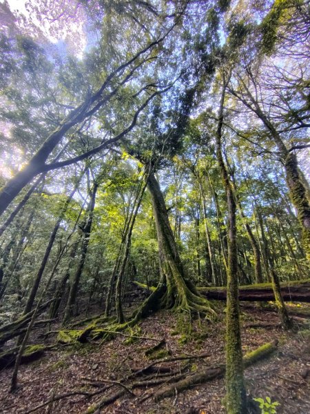 稍來小雪山國家步道、船型山、鞍馬山、鞍馬山東北峰、天池、雪山神木2799828