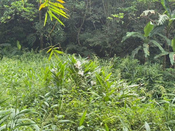 大艽芎古道縱走 新/溪州山(小百岳#23) 出溪州公園2893876