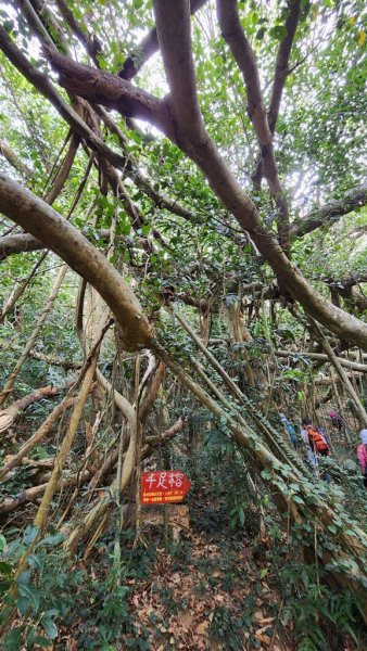 【恆春縱走】斯卡羅縱走2769713