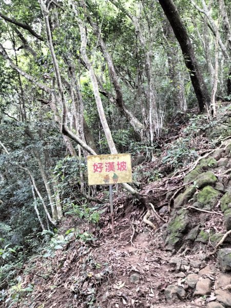 關西赤柯山、東獅頭山步道2262832