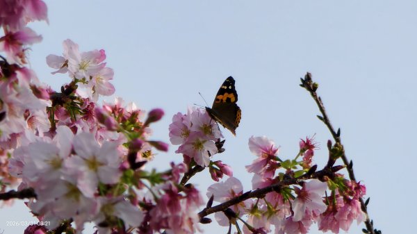 #大鳳蝶 (雌無尾) #綠繡眼 #頂湖小鎮 #紫藤 #觀音山 #日出 #天元宮 #吉野櫻 3/313026521