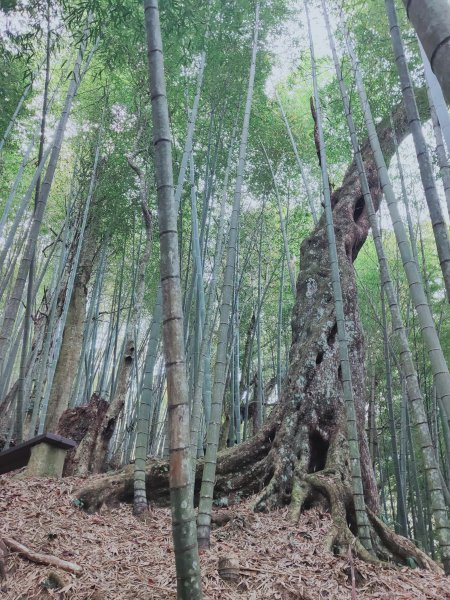 嘉南雲峰、石壁山登山步道1304056