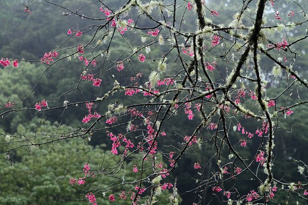 杉林溪賞花872583