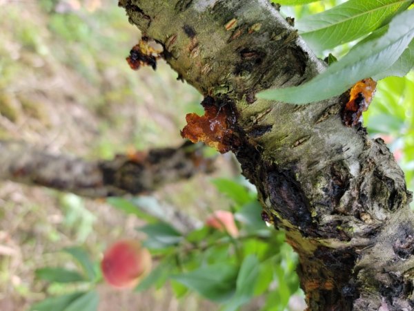 鵝公髻山採桃趣-202505302865289