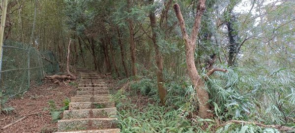 大分林山步道-2022/01/081577928