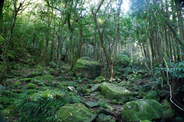 苗栗 南庄 紅毛山、無名山、大坪山2943104