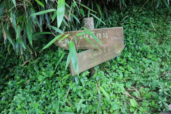 陽明山  頂湖環狀步道  ，竹子湖芋見小路 歐洲庭園 浪漫繡球花步道2174211