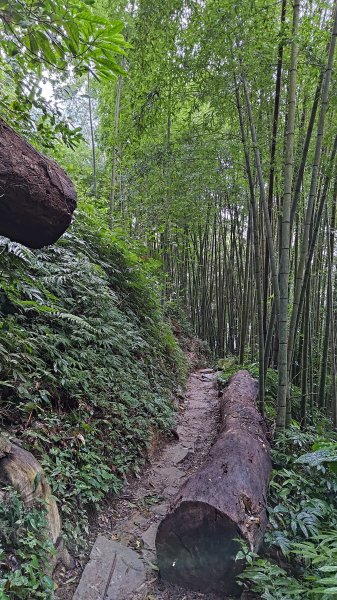 溪頭鳳凰山2387484