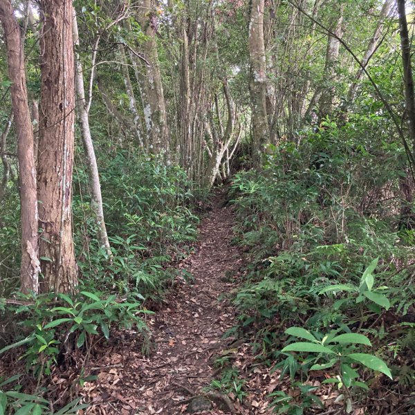 關西赤柯山、東獅頭山步道2278804