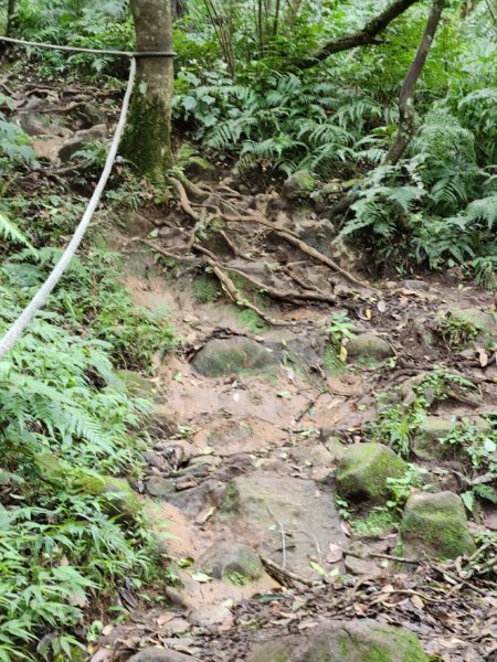 20230806 走遍陽明山最終回，大屯山群峰2240878