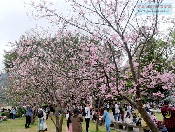 【台北市】陽明山公園悠游漫步賞櫻