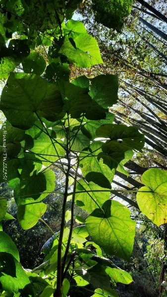 《彰化》原始峽谷｜八卦山一線天步道202502282723543
