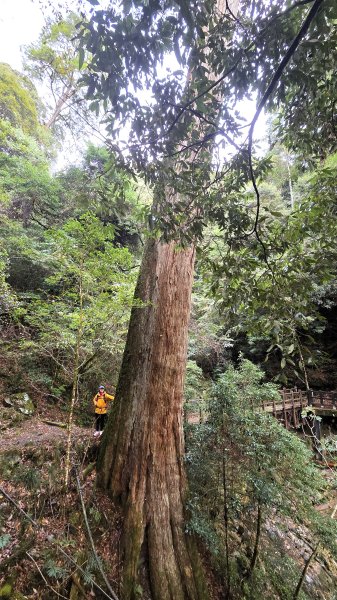 環繞在楓紅巨木和滿山翠綠的鞍馬山及大雪山小神木森林步道的悠哉山行記2996753