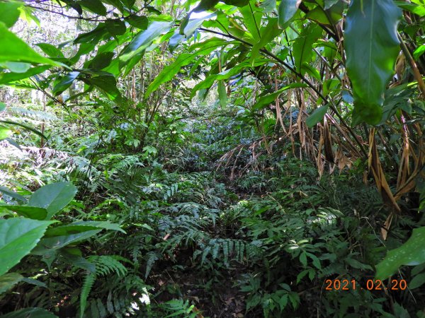 宜蘭 頭城 窖寮山(未竟)1278648