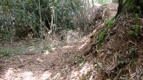 基隆市三角洲嶺山-三角洲嶺北峰-池塘-獅球嶺東砲台山-獅球嶺-獅球嶺北峰-劉銘傳隧道3067309
