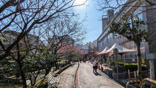 汐止康誥坑溪櫻花2405579