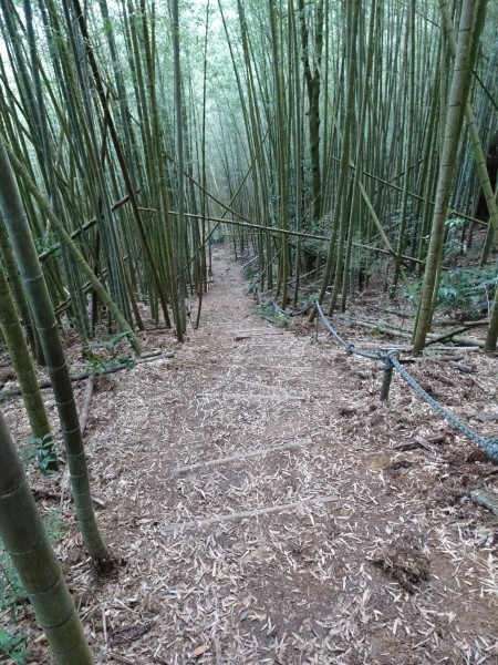 南投魚池-集集-水社大山和集集大山256564