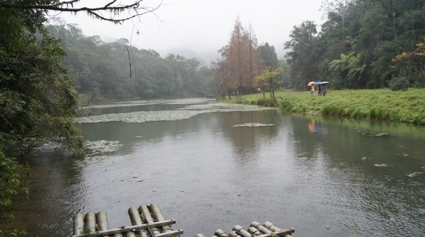福山植物園和藍腹鷳的約會266050