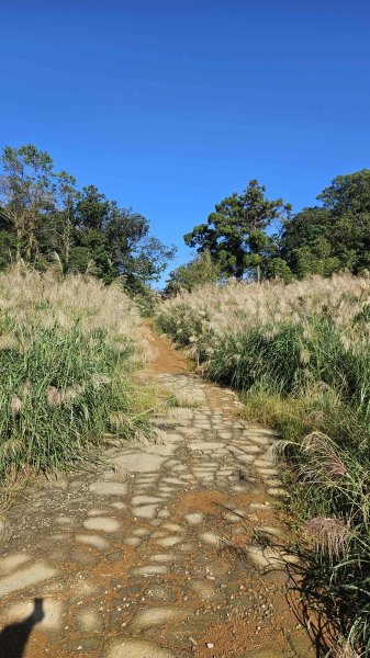 20251124綠峰山莊到天籟-大孔尾步道-南勢湖步道2944096